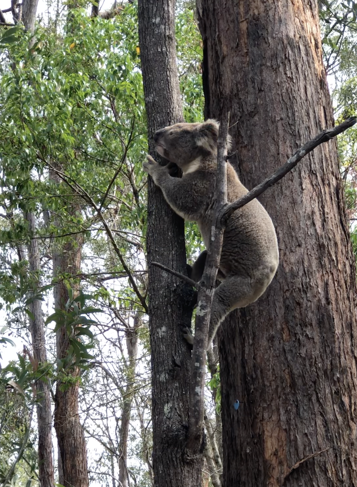 Copy Of Tree Koala